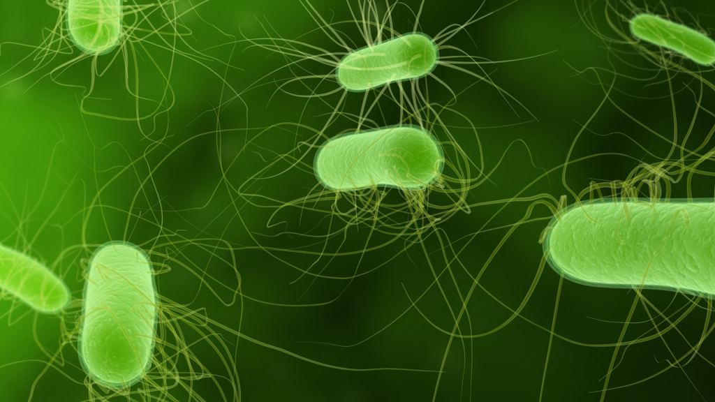 Mikroorganismen: Bakterien