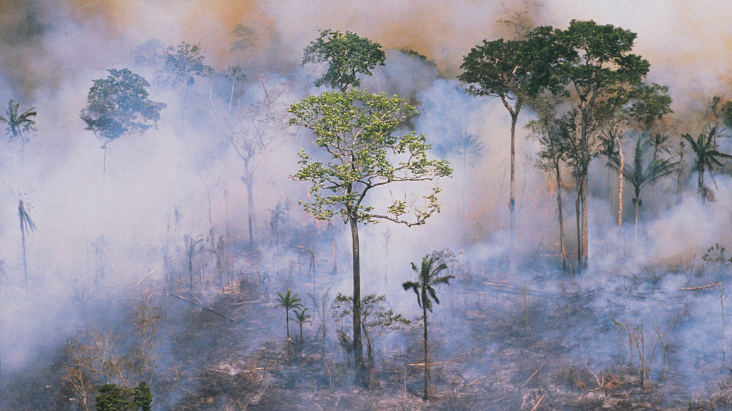 Amazonien: Raubbau im tropischen Regenwald